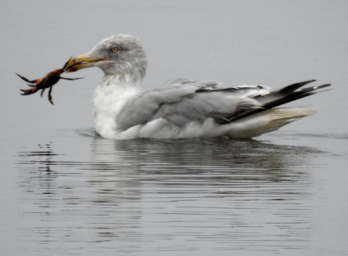 Herring Gull - ML115477811