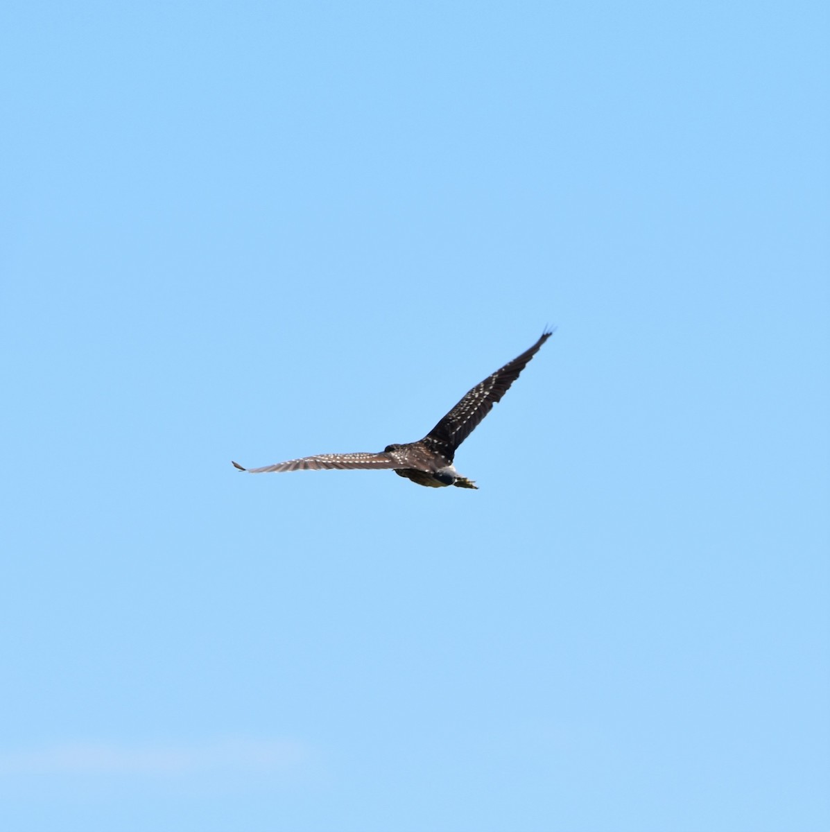 Black-crowned Night Heron - ML115478261