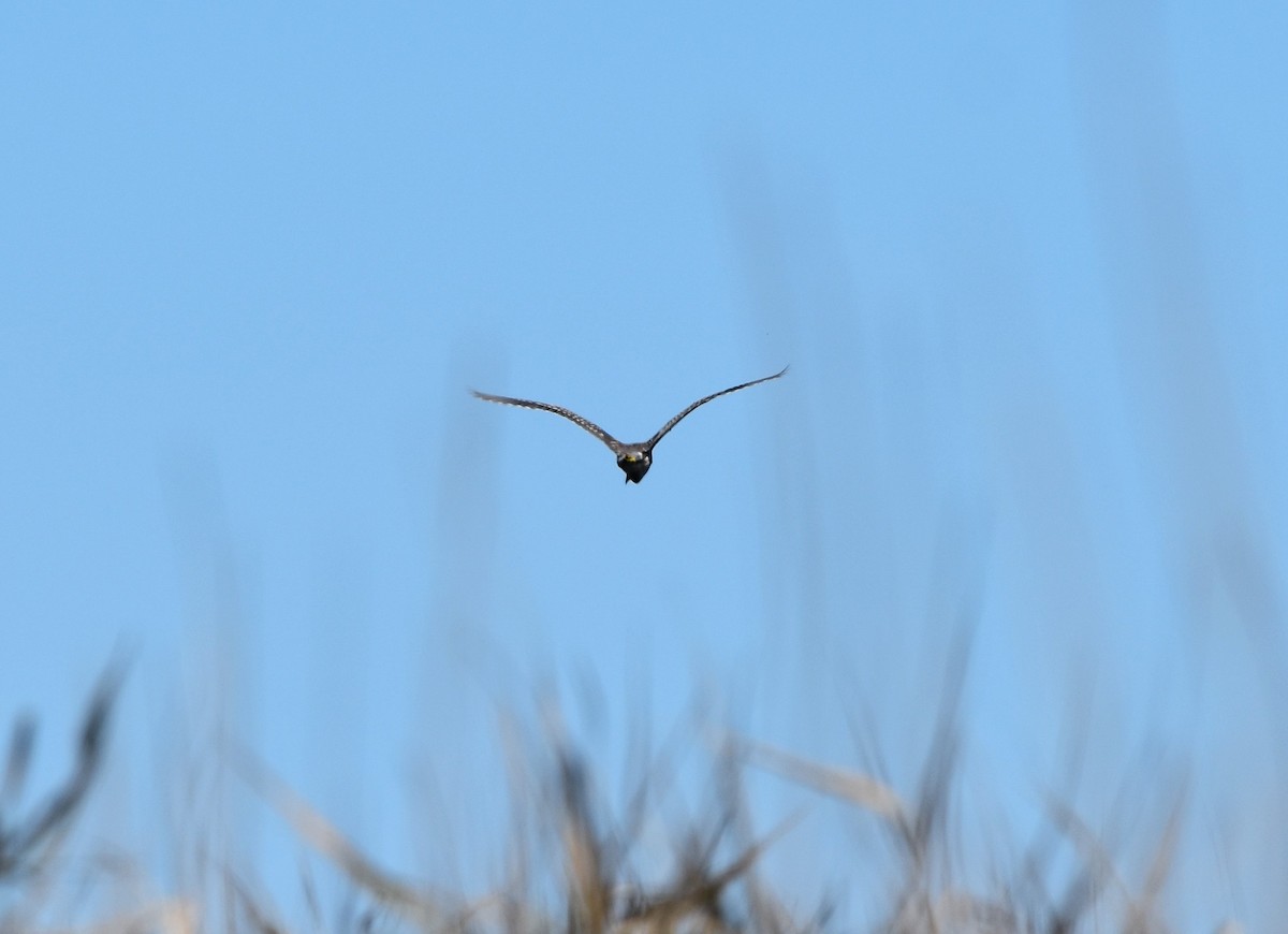 Black-crowned Night Heron - ML115478301