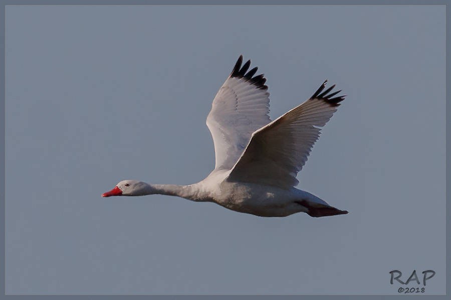 Coscoroba Swan - ML115478981
