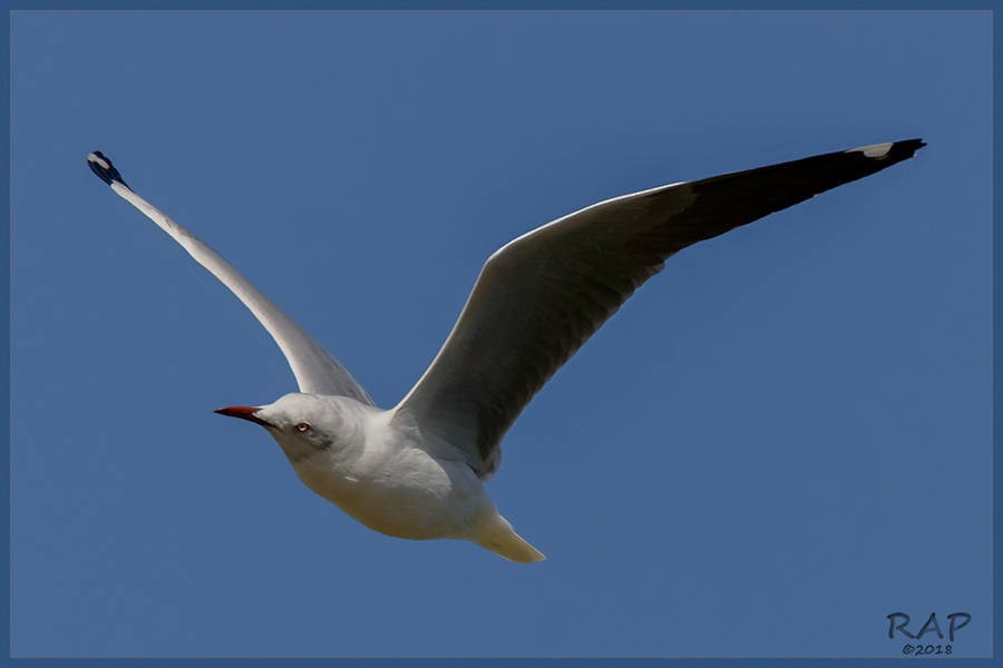 Gray-hooded Gull - ML115479031