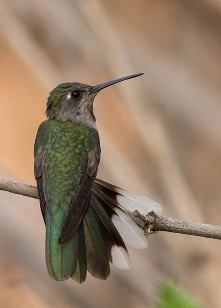 Outcrop Sabrewing - ML115480031