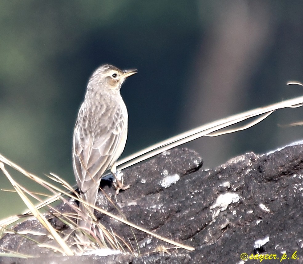 Long-billed Pipit (Indian) - Mohammed Sayeer