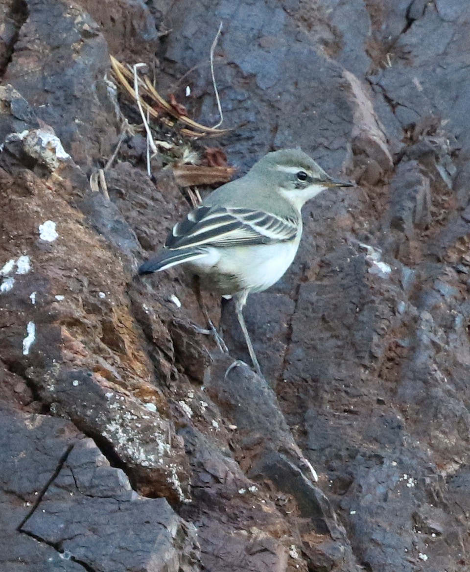 Eastern Yellow Wagtail - Kris Dunlap