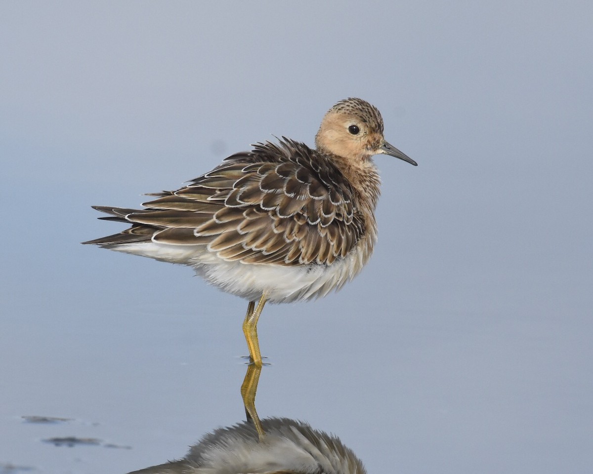 Buff-breasted Sandpiper - Don Hoechlin