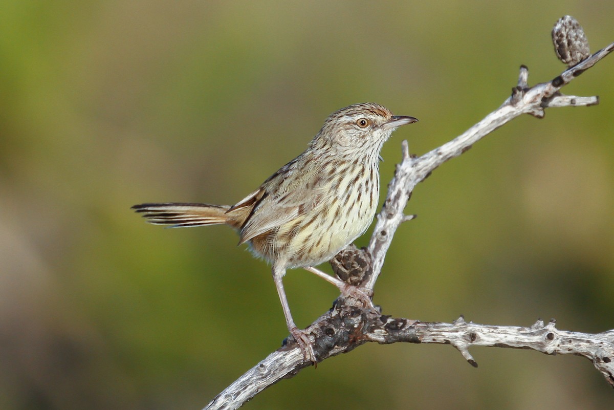 Western Fieldwren - James Kennerley