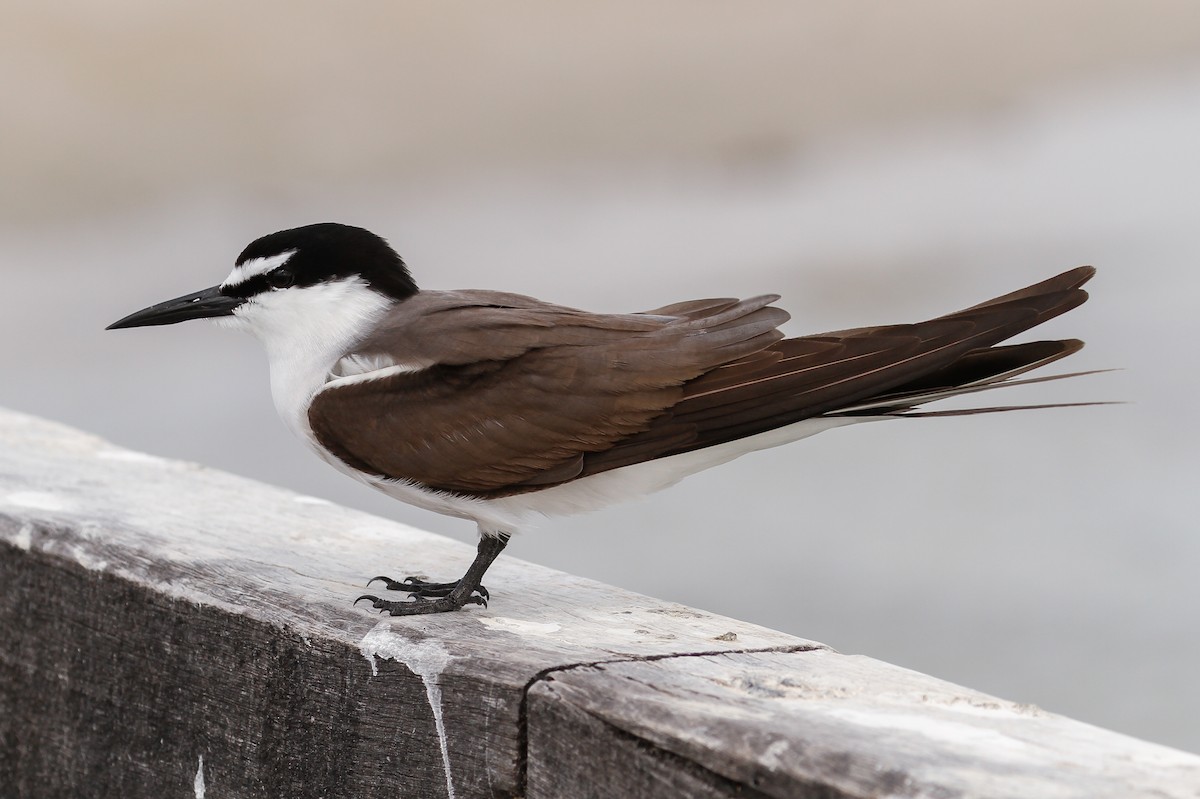 Bridled Tern - James Kennerley