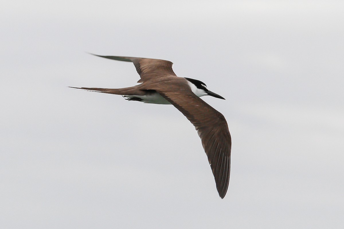 Bridled Tern - James Kennerley