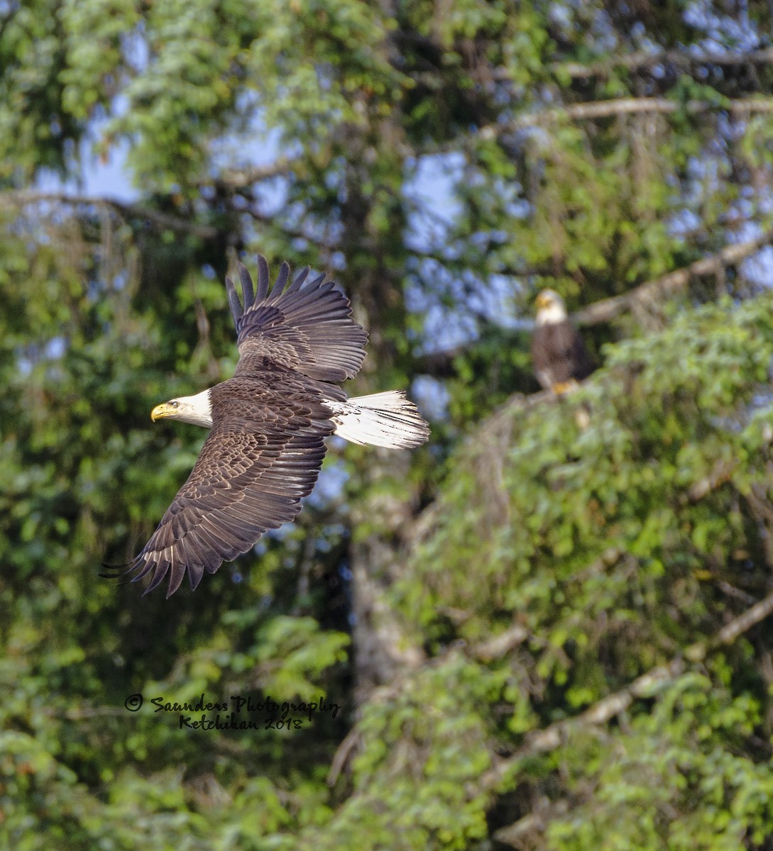 Bald Eagle - Elier Saunders