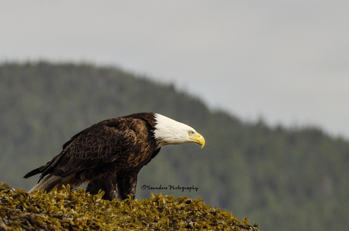 Bald Eagle - ML115490911