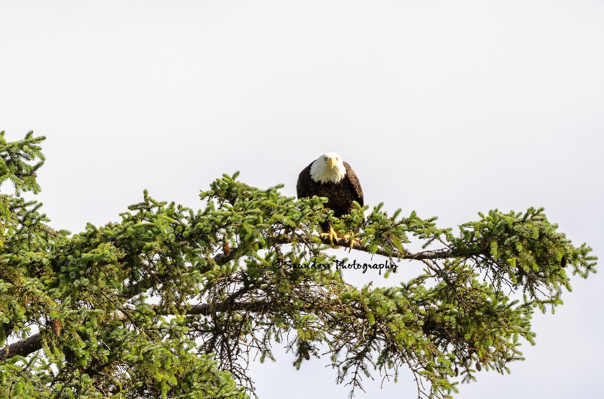 Weißkopf-Seeadler - ML115490921