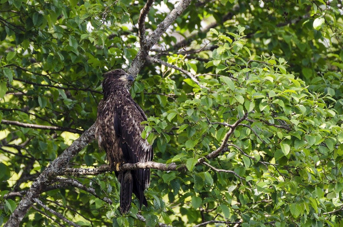 Bald Eagle - ML115490931