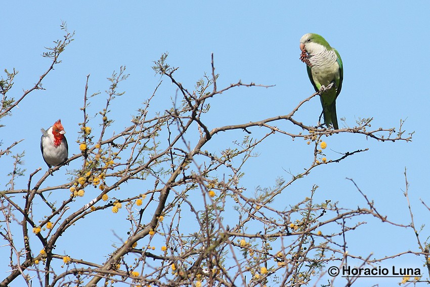 Monk Parakeet - Horacio Luna