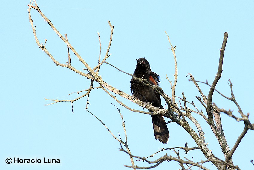 Variable Oriole - Horacio Luna