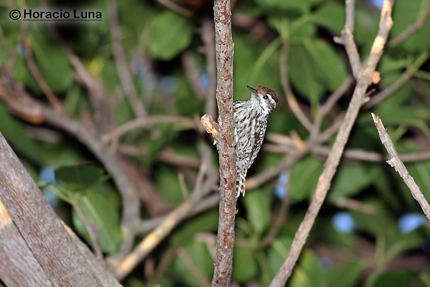 Checkered Woodpecker - Horacio Luna