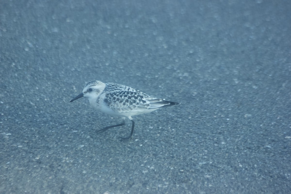 Sanderling - ML115494931