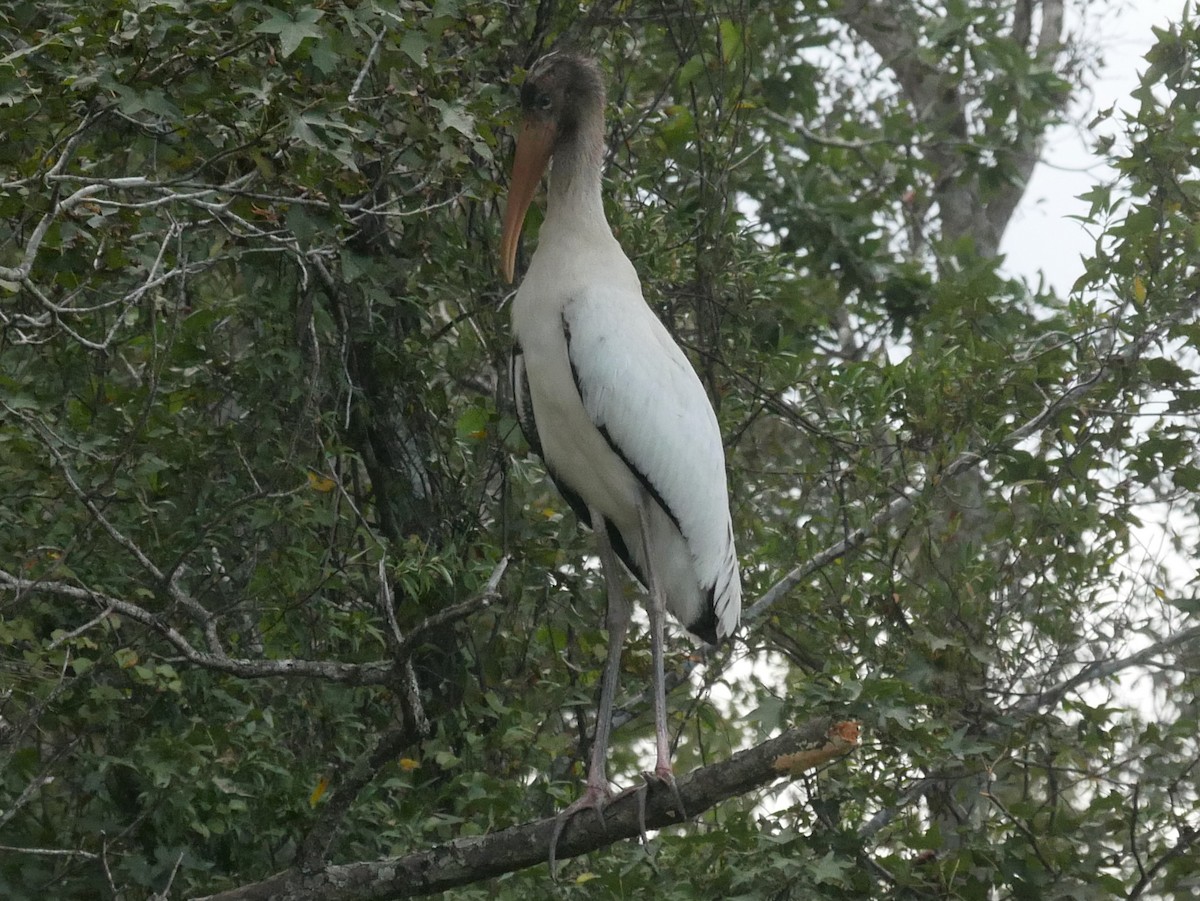 Wood Stork - ML115498811