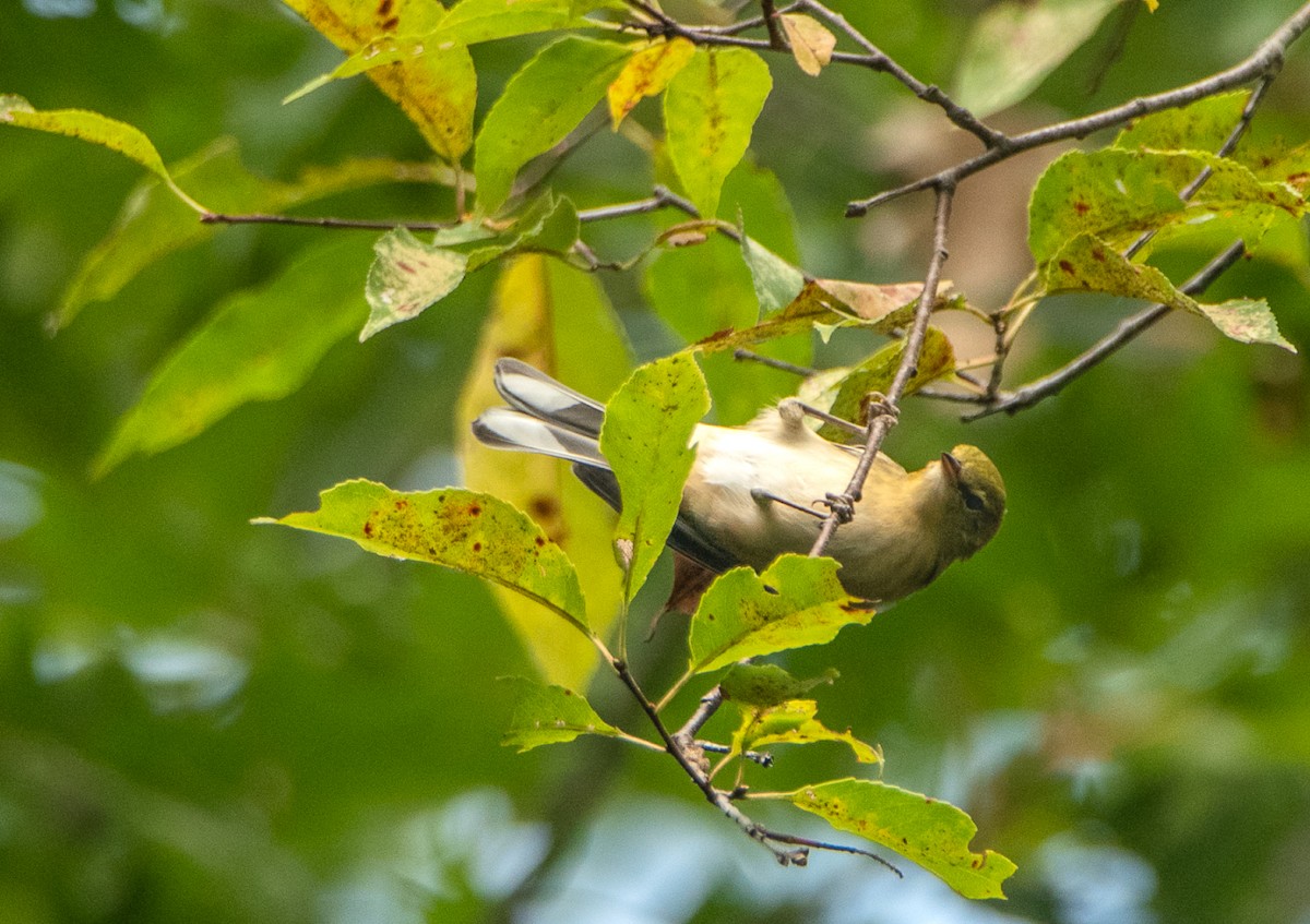 Bay-breasted Warbler - ML115498821