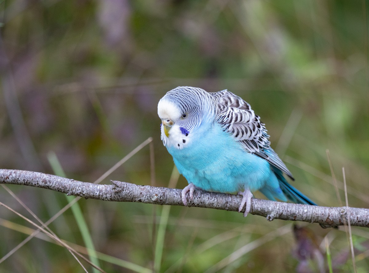 Budgerigar (Domestic type) - ML115499731