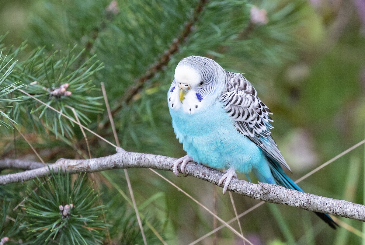 Budgerigar (Domestic type) - ML115499821