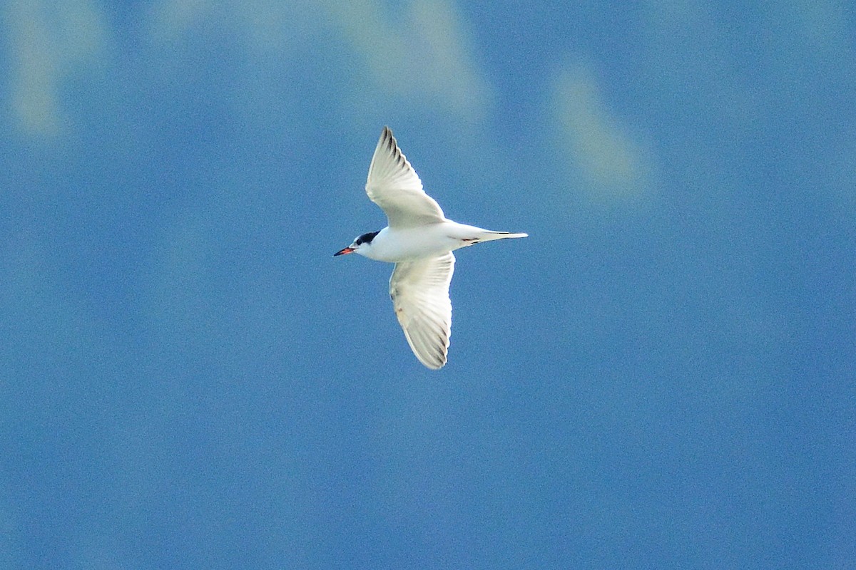 Common Tern - Gary Davidson
