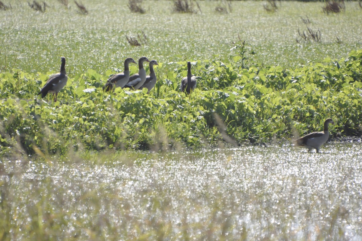 Egyptian Goose - ML115501261
