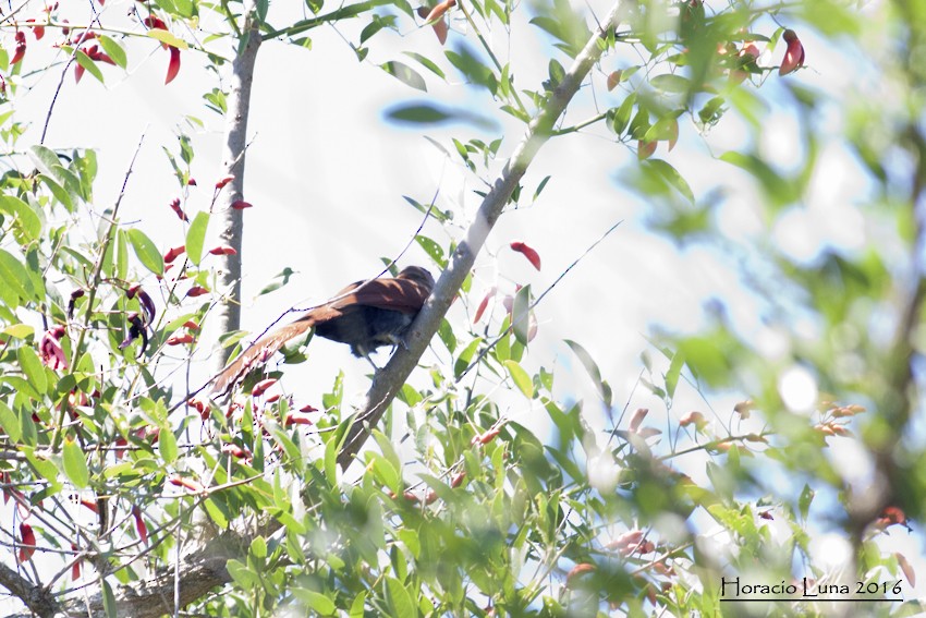 Squirrel Cuckoo - ML115502151