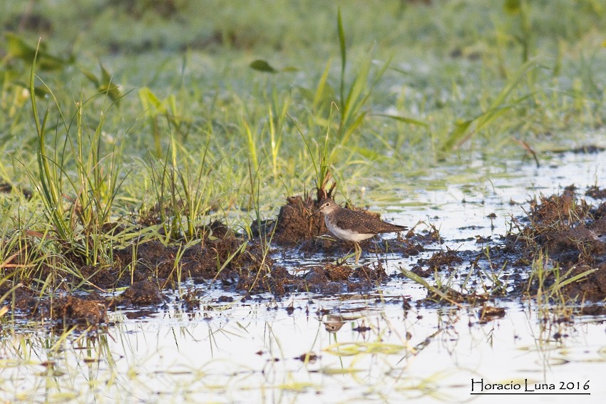 Solitary Sandpiper - ML115503101