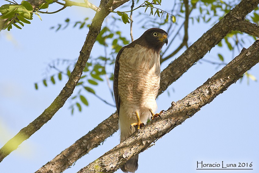 Roadside Hawk - Horacio Luna