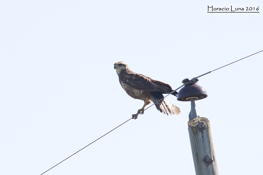 Snail Kite - ML115504011