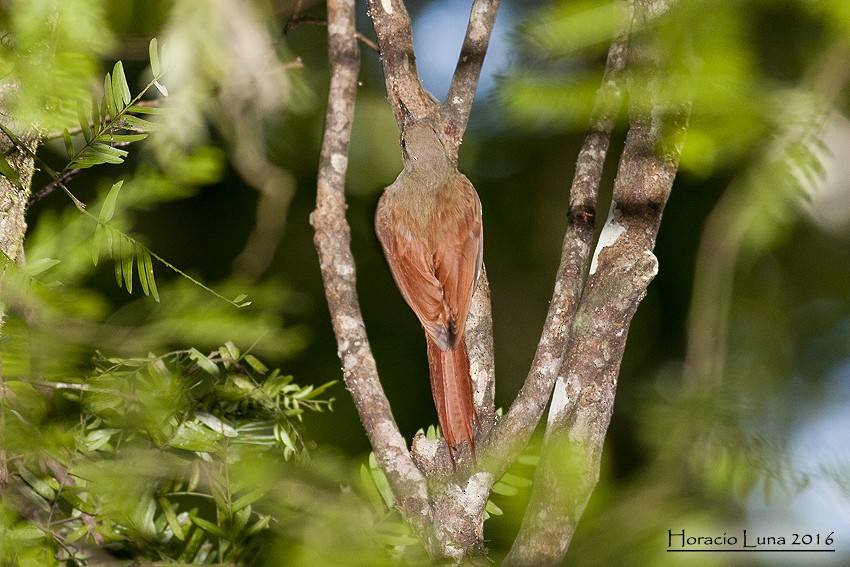 Olivaceous Woodcreeper - ML115505031