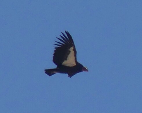 California Condor - ML115505561