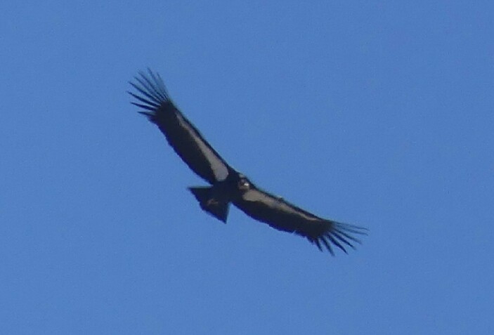 California Condor - ML115505571