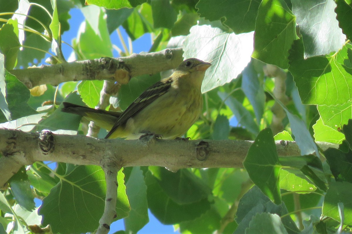 Western Tanager - ML115506121