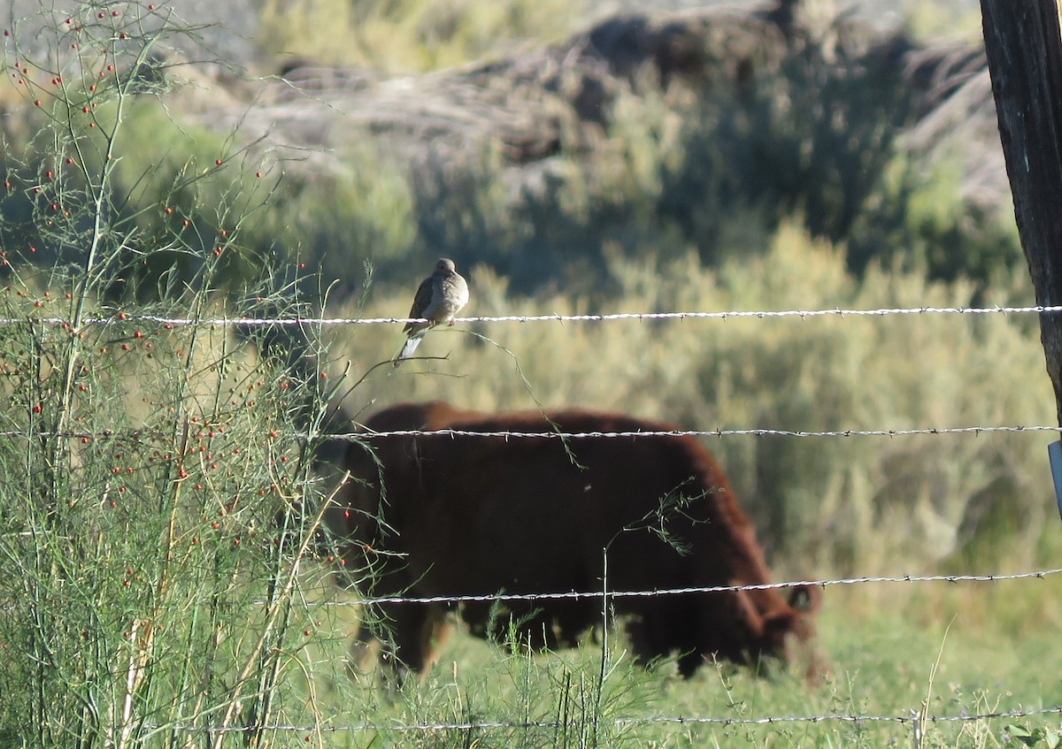 Mourning Dove - ML115506461