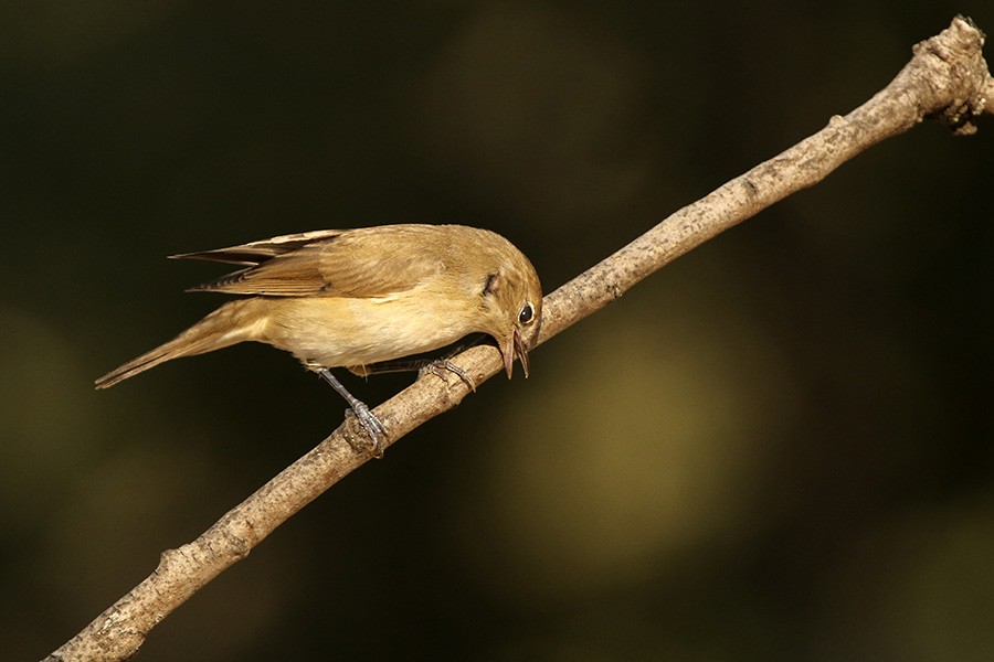 Garden Warbler - Francisco Barroqueiro