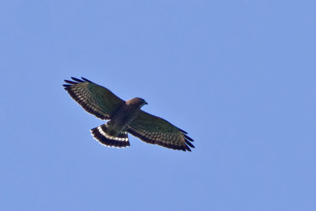 Broad-winged Hawk - ML115508181