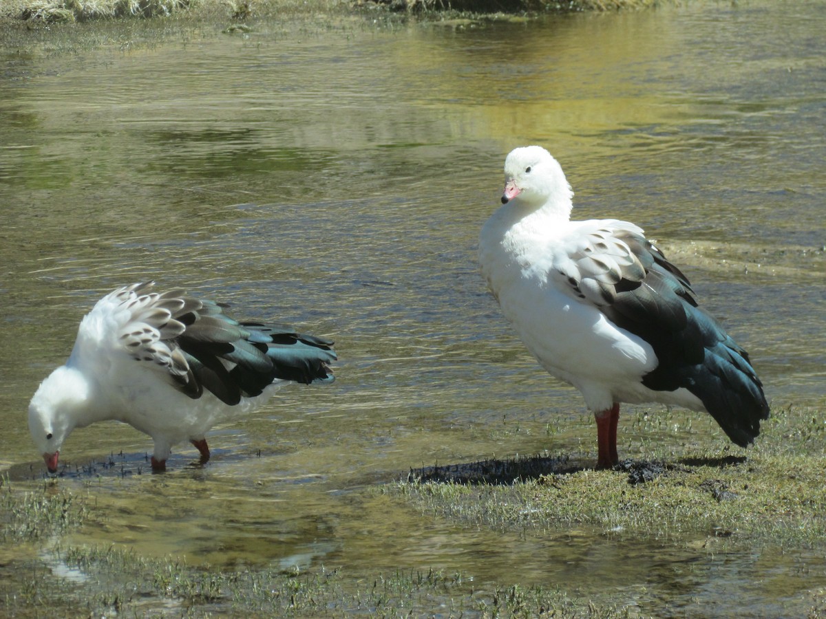Andean Goose - ML115510341