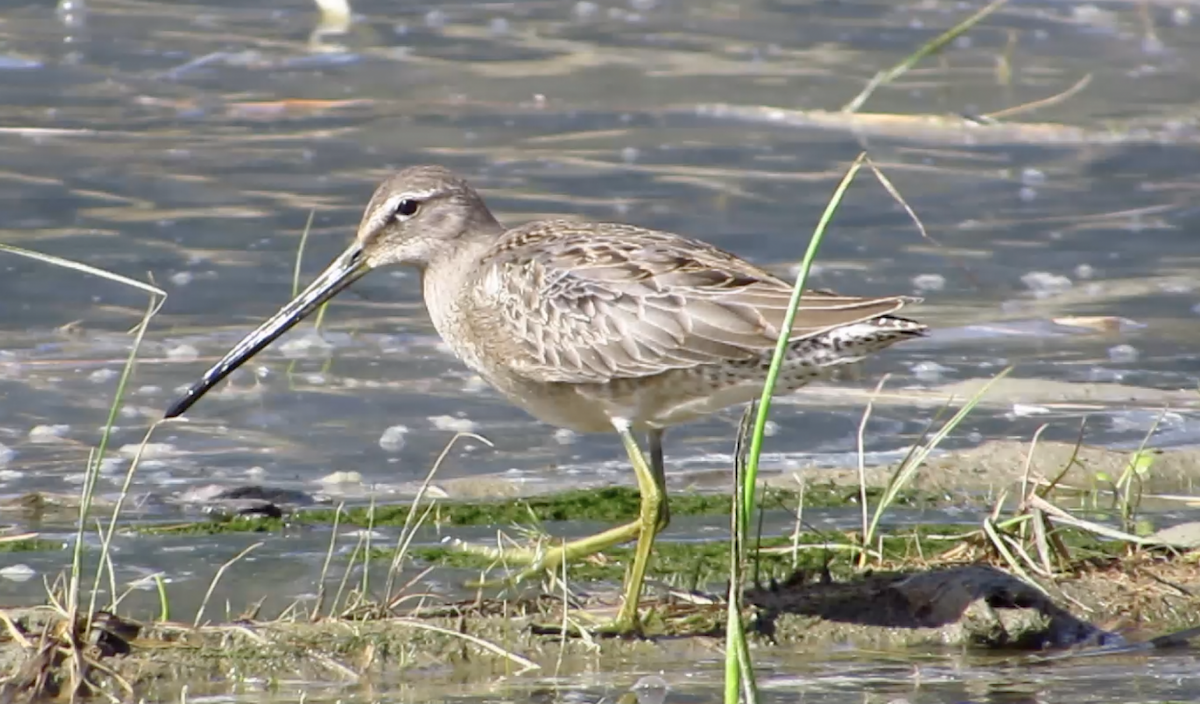 langnebbekkasinsnipe - ML115510791