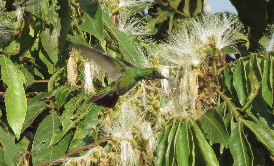 Green-breasted Mango - ML115511131