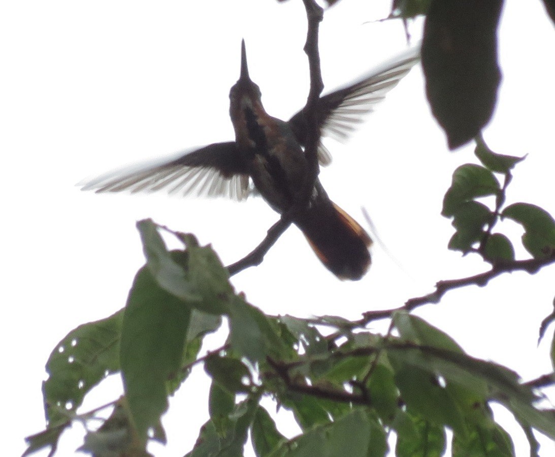 kolibřík lesklý - ML115511151