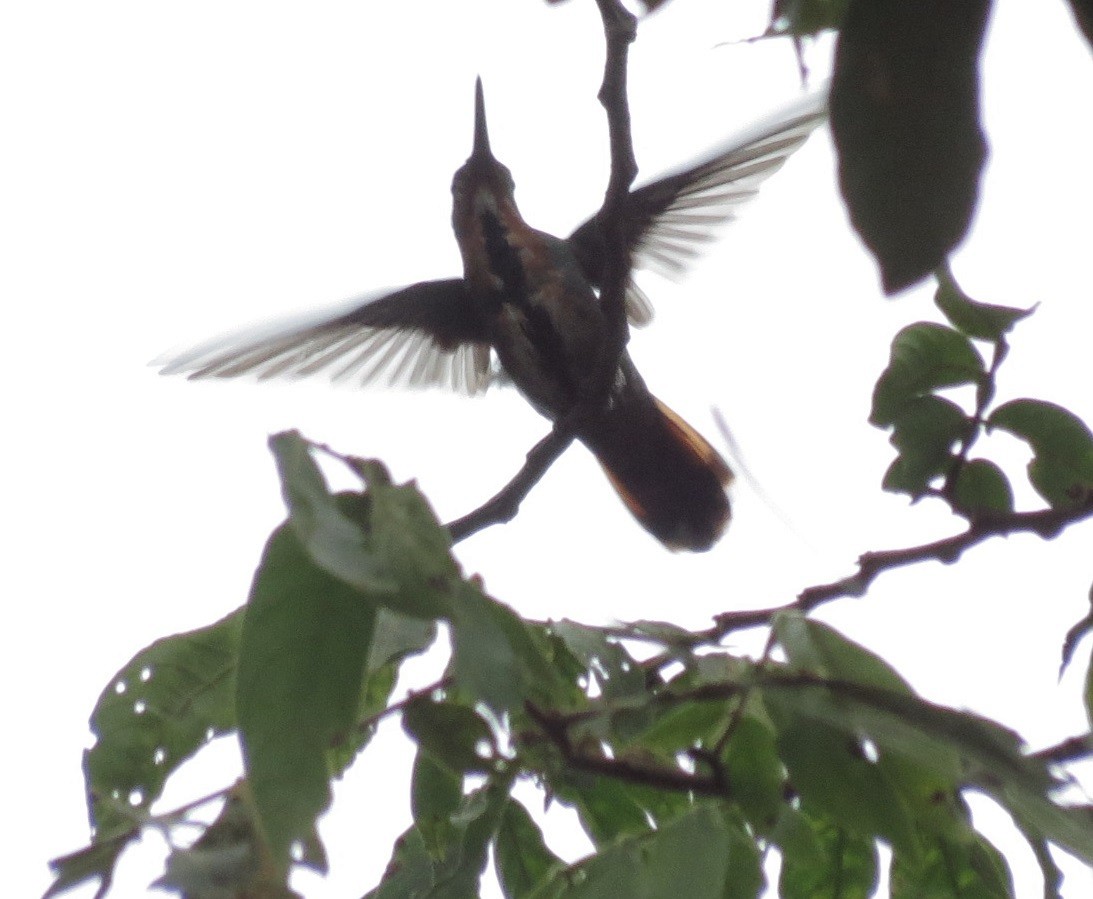 Green-breasted Mango - ML115511151