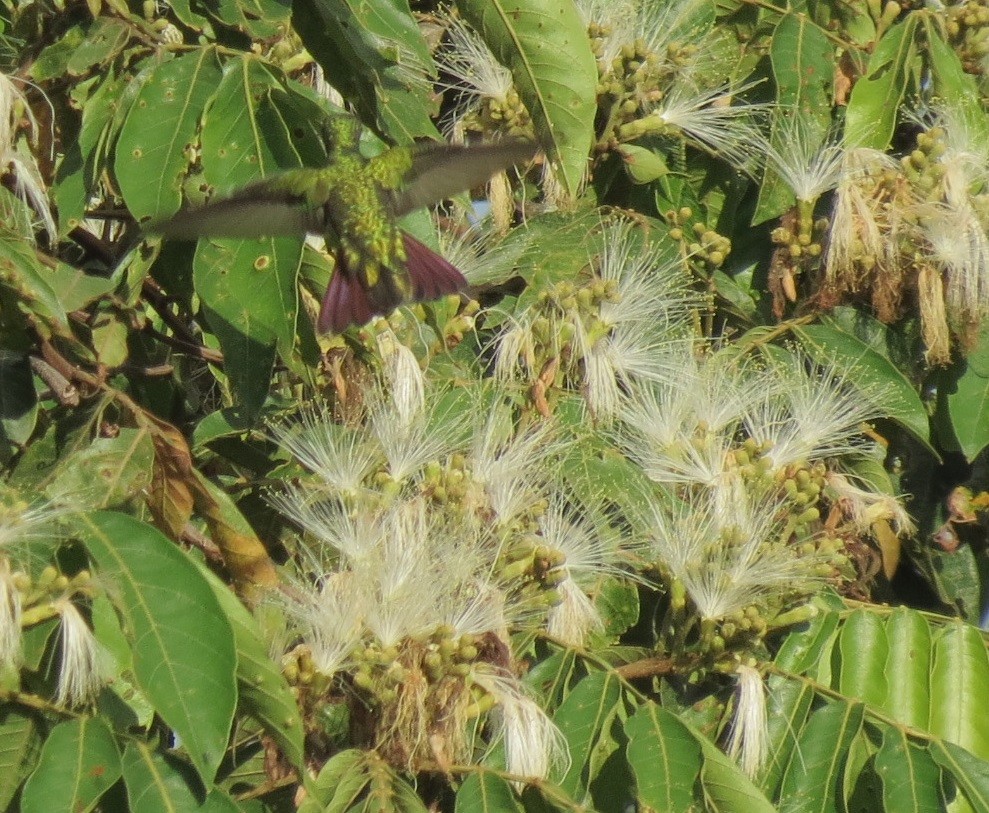 kolibřík lesklý - ML115511161
