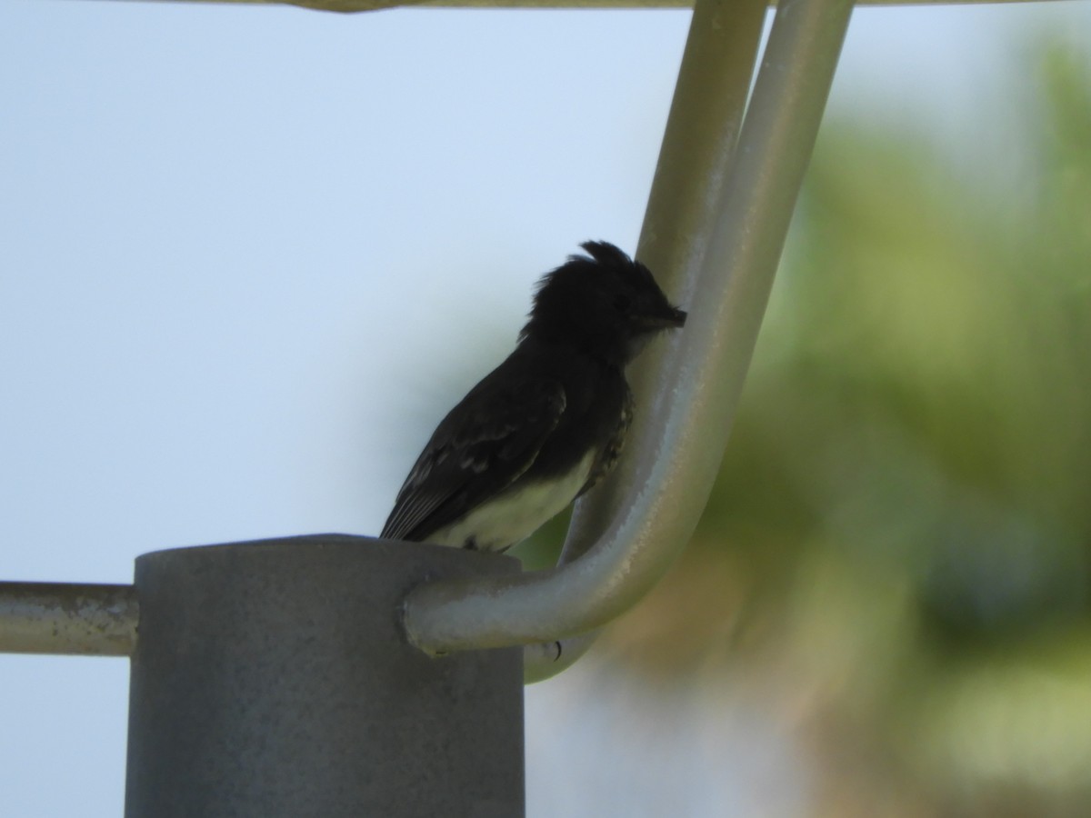 Black Phoebe - ML115512171