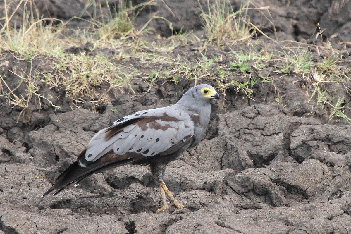 African Harrier-Hawk - ML115512221