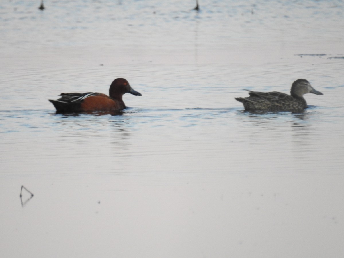 Cinnamon Teal - ML115512961