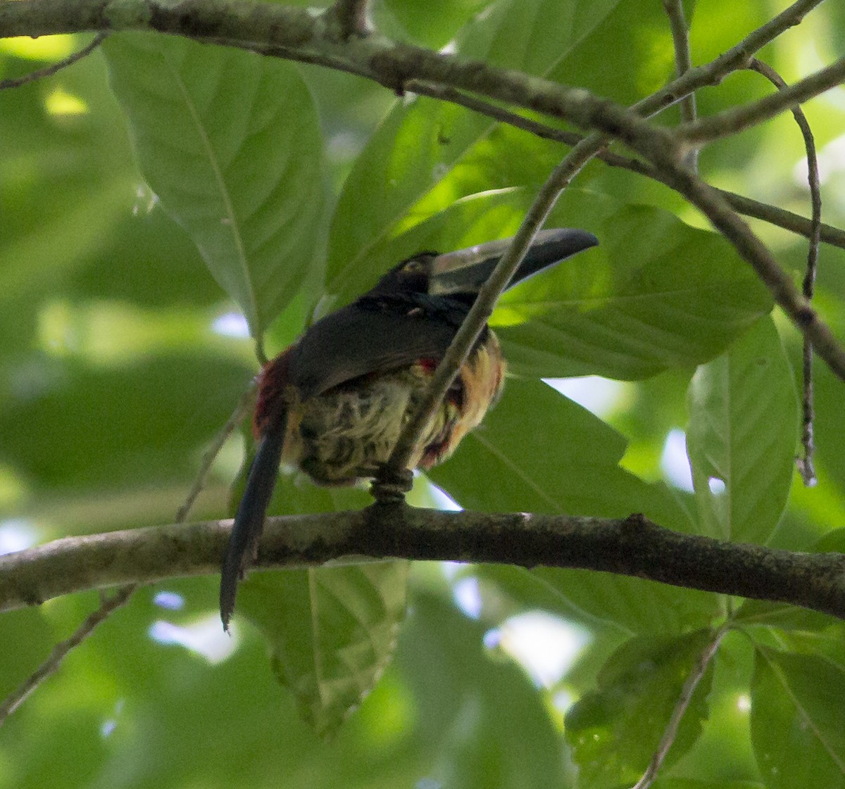 Collared Aracari - ML115513731