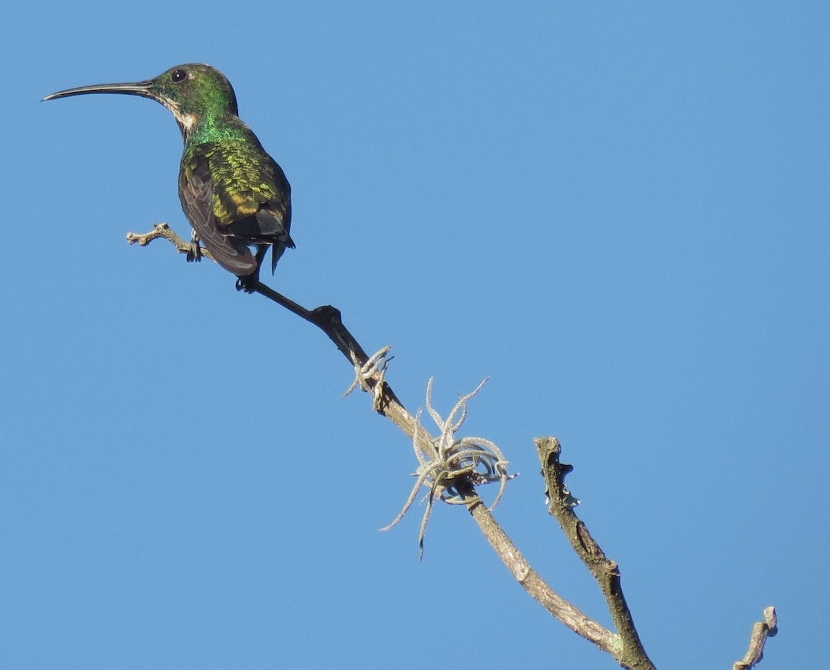 Green-breasted Mango - ML115514741