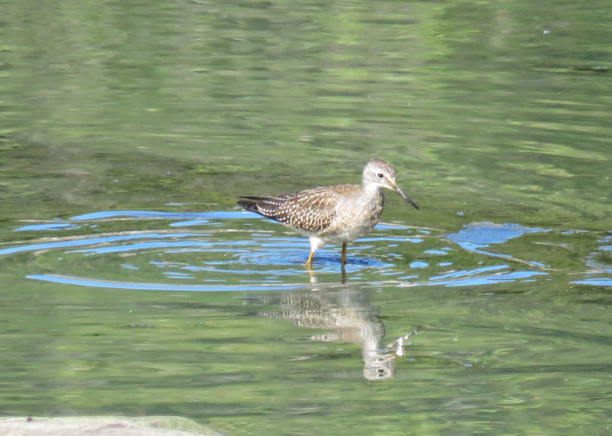 Lesser Yellowlegs - Lisa Cancade Hackett