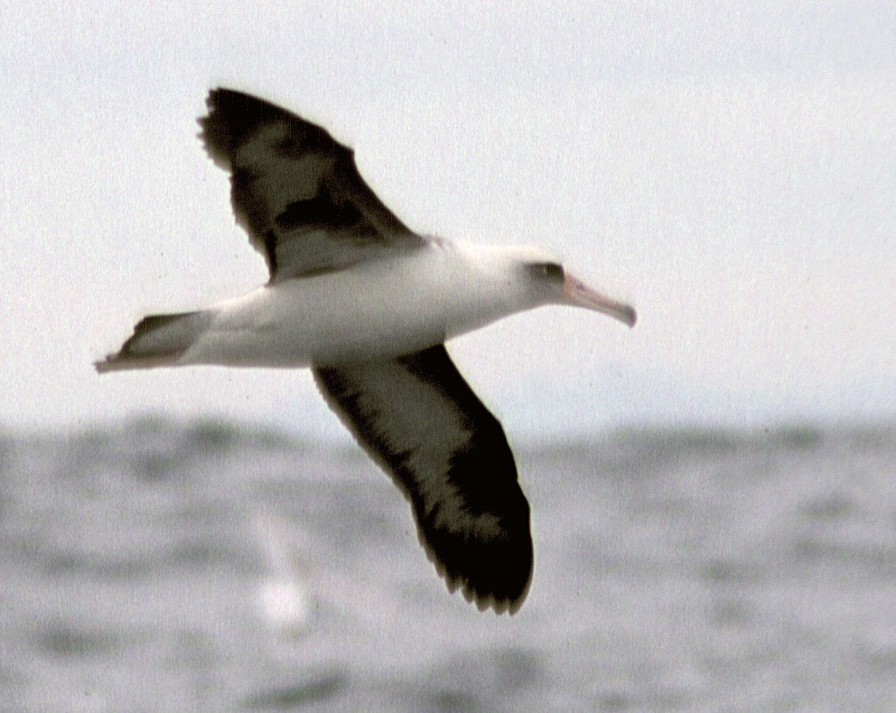 Laysan Albatross - ML115515971